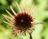 Echinacea purpurea