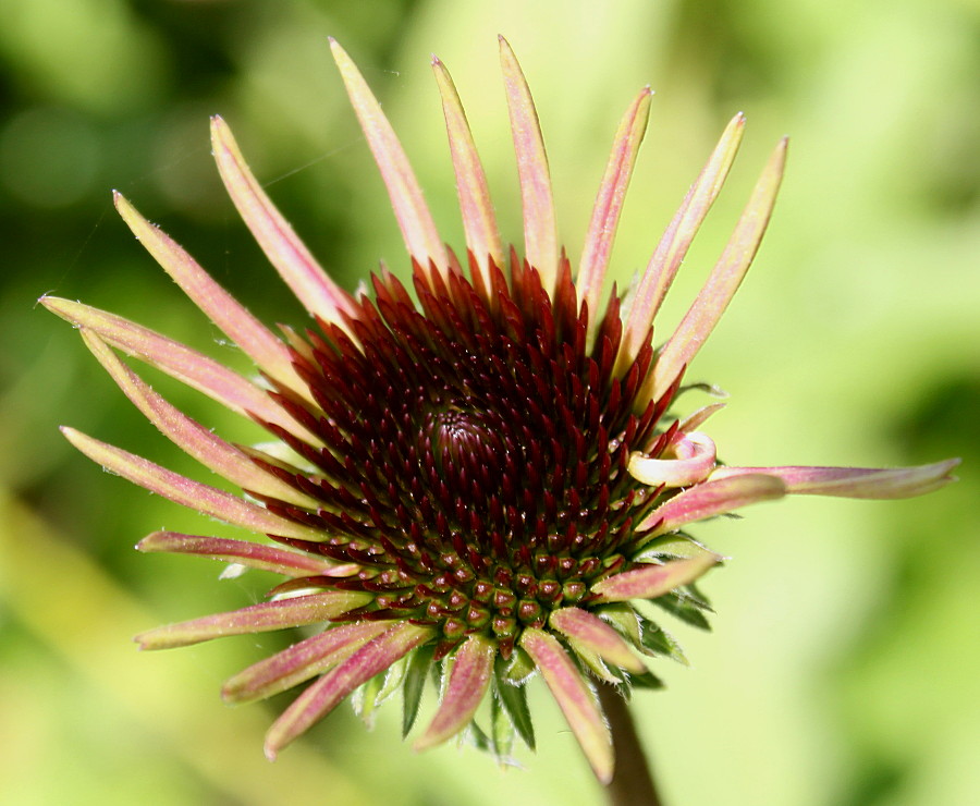 Изображение особи Echinacea purpurea.