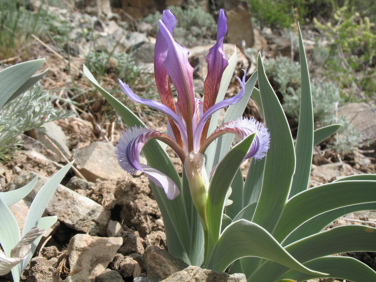 Изображение особи Iris glaucescens.