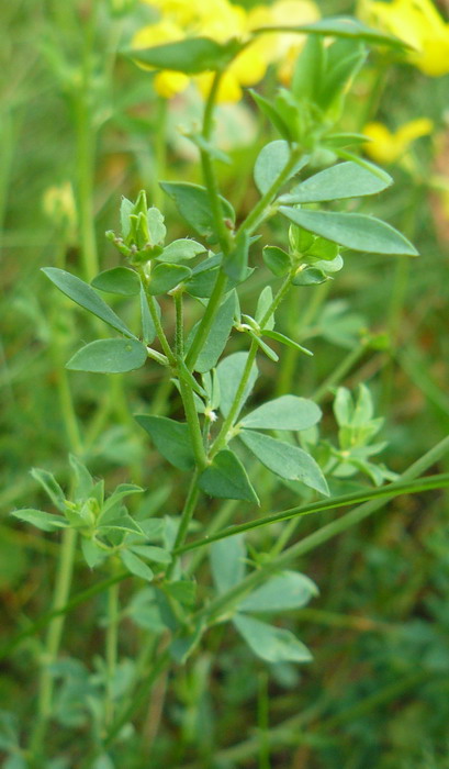 Image of Lotus corniculatus specimen.