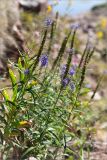 Veronica longifolia. Верхушки отцветающих растений. Кольский п-ов, Терский берег Белого моря, россыпь камней. 01.08.2014.