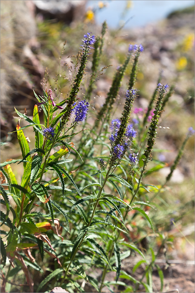 Изображение особи Veronica longifolia.