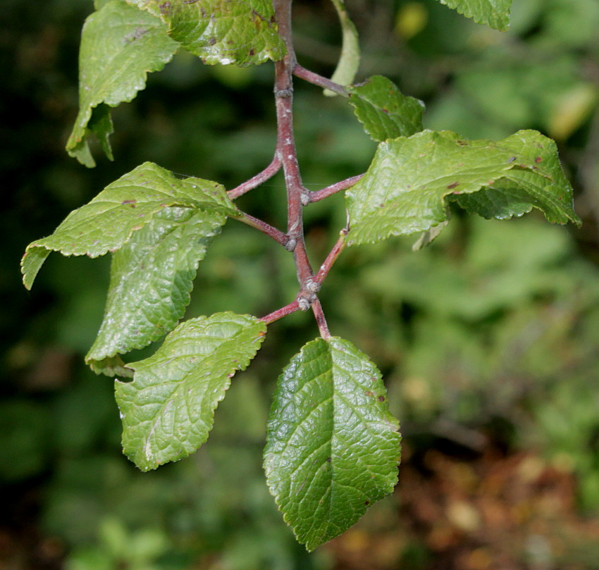 Изображение особи Prunus insititia var. juliana.