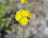 genus Pilosella