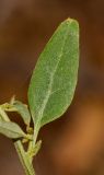 Image of taxon representative. Author is Татьяна Мальчинская