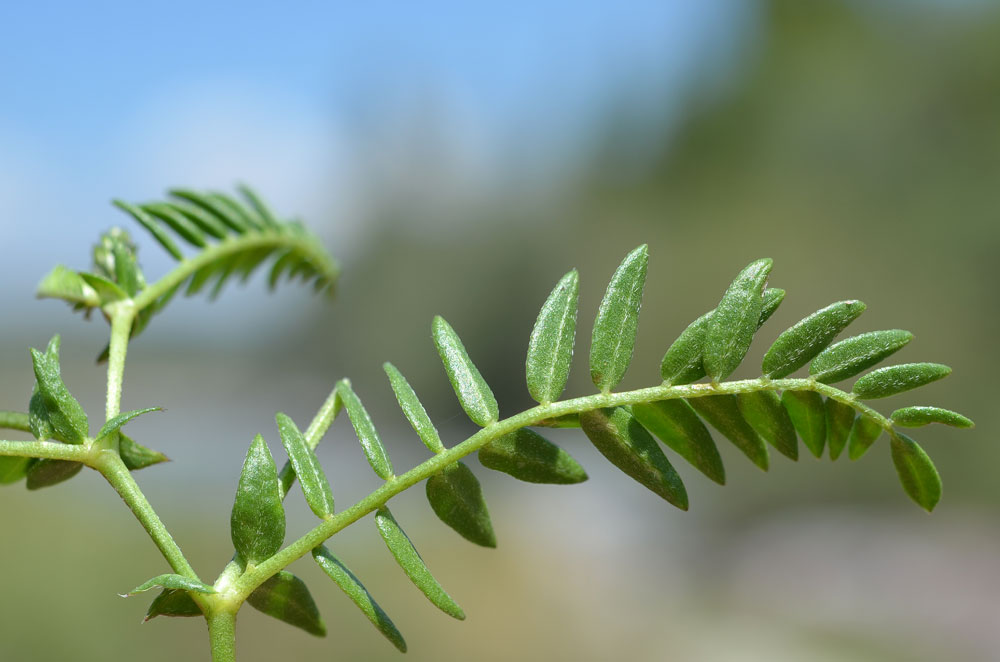 Изображение особи Oxytropis glabra.