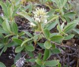 Salix glauca. Побег с соплодиями. Кольский полуостров, Восточный Мурман, окрестности пос. Дальние Зеленцы, вершина сопки. 03.08.2009.