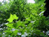 Platanus &times; acerifolia