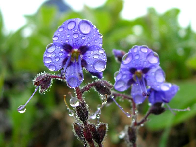 Image of Veronica grandiflora specimen.