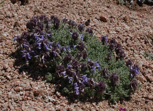 Image of Dracocephalum paulsenii specimen.