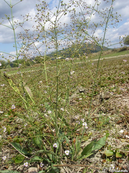 Изображение особи Alisma plantago-aquatica.