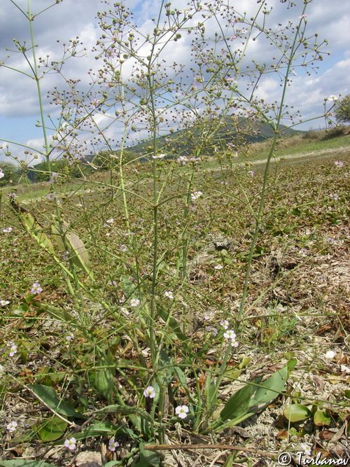 Image of Alisma plantago-aquatica specimen.