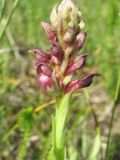Image of taxon representative. Author is Яна Лисицкая
