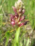 Anacamptis coriophora