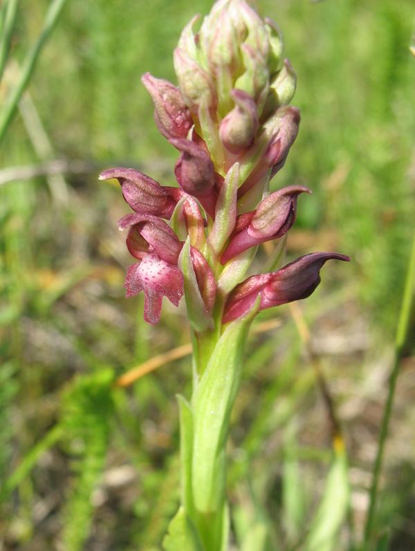 Image of Anacamptis coriophora specimen.
