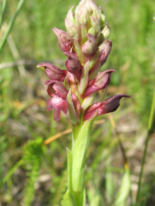 Изображение особи Anacamptis coriophora.