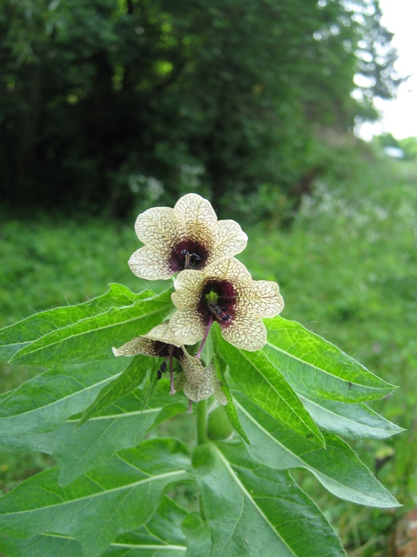 Изображение особи Hyoscyamus niger.