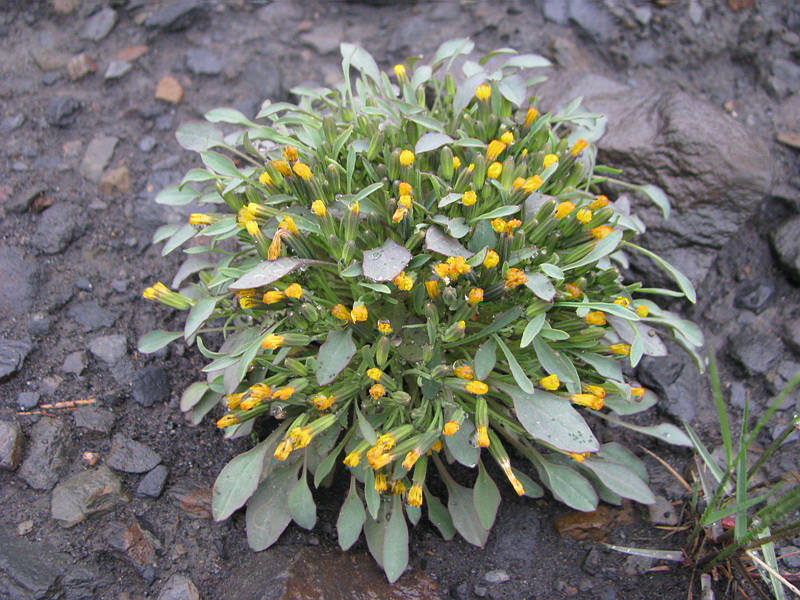 Image of Crepis nana specimen.