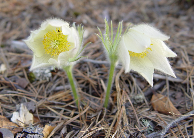 Image of Pulsatilla orientali-sibirica specimen.