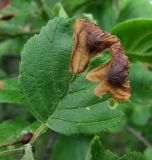 Alnus incana