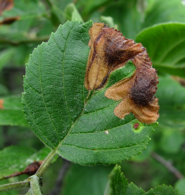 Изображение особи Alnus incana.