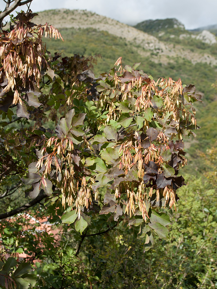 Image of Fraxinus ornus specimen.