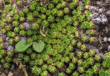 Saxifraga cherlerioides