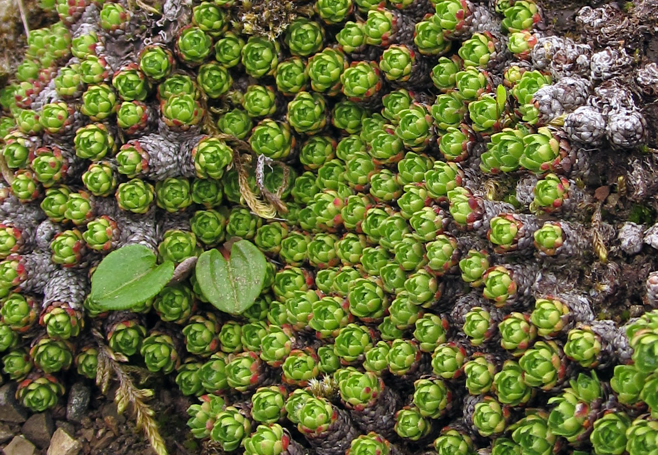 Image of Saxifraga cherlerioides specimen.