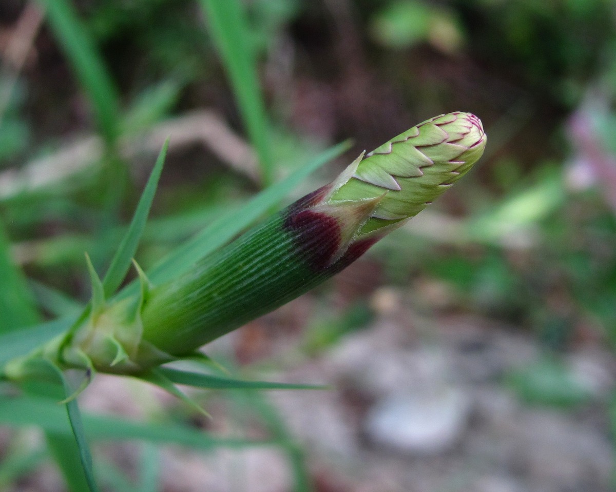 Изображение особи Dianthus caucaseus.