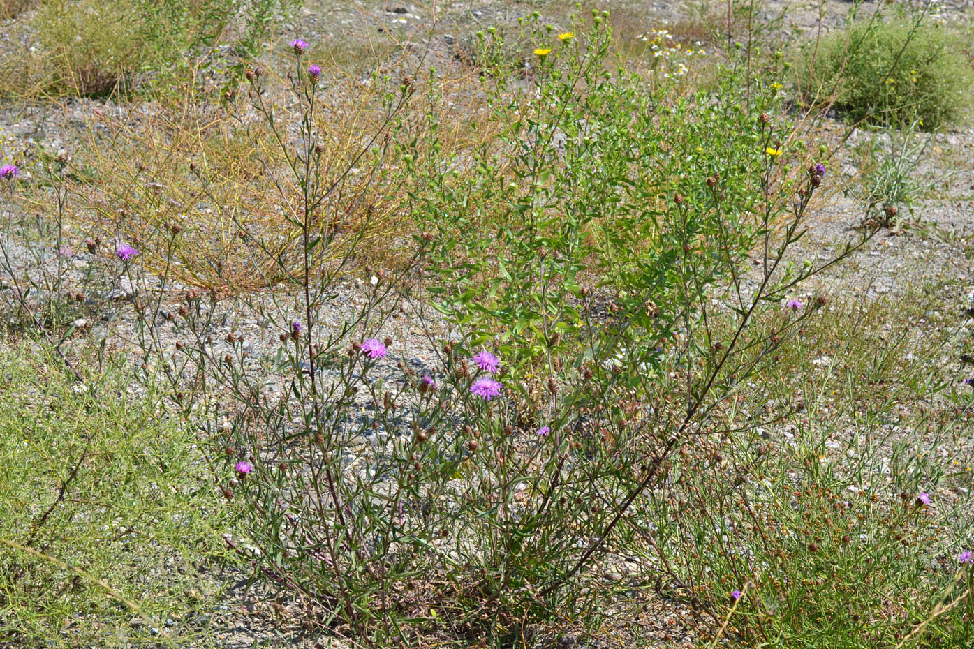 Image of Centaurea jacea specimen.