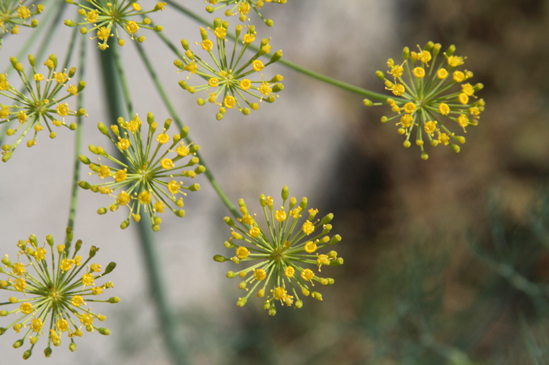 Image of Foeniculum vulgare specimen.