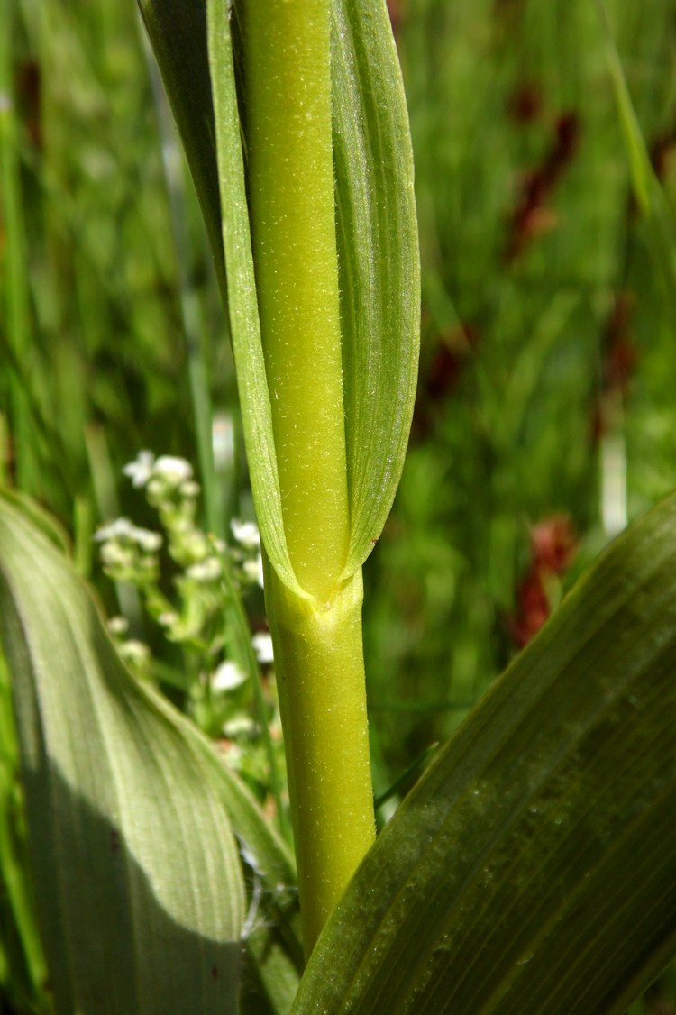 Изображение особи Epipactis palustris.