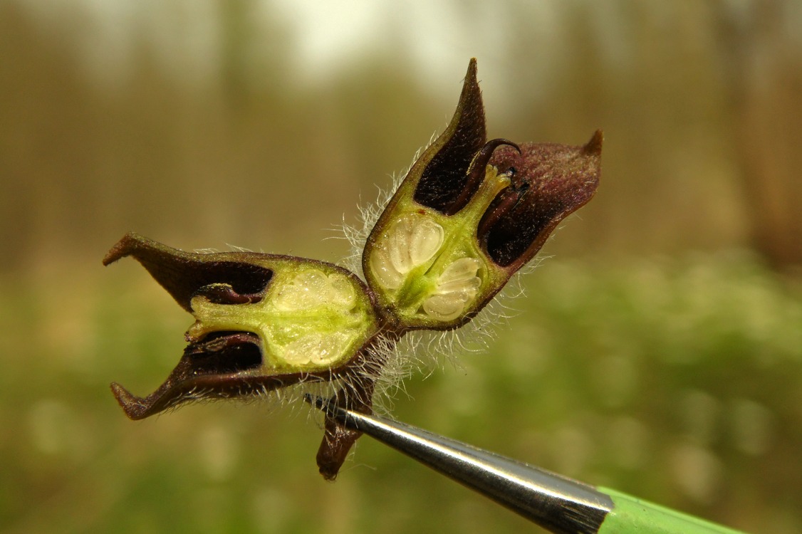 Изображение особи Asarum europaeum.