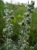 Artemisia caucasica