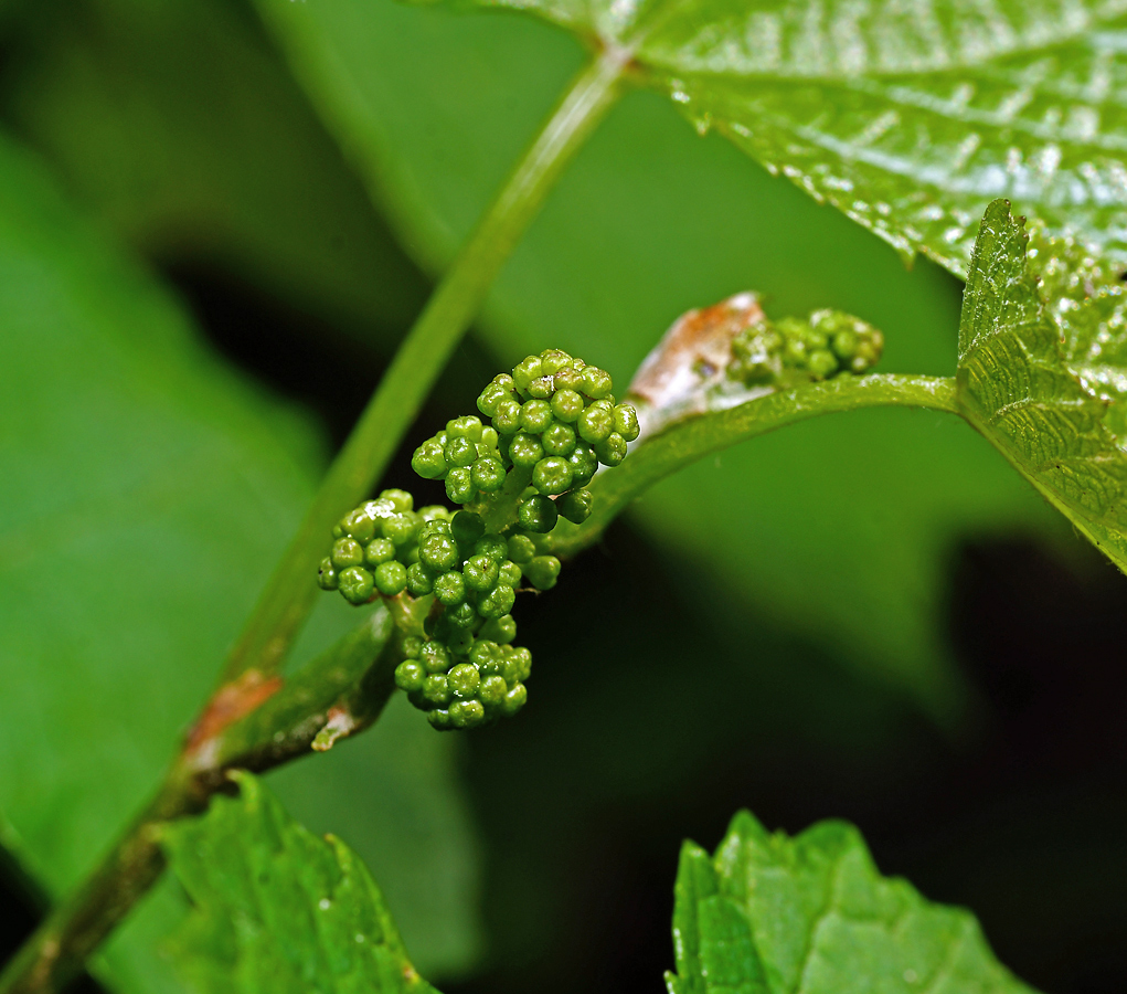 Изображение особи род Vitis.