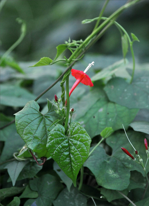 Image of Ipomoea hederifolia specimen.