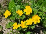 Pulsatilla aurea