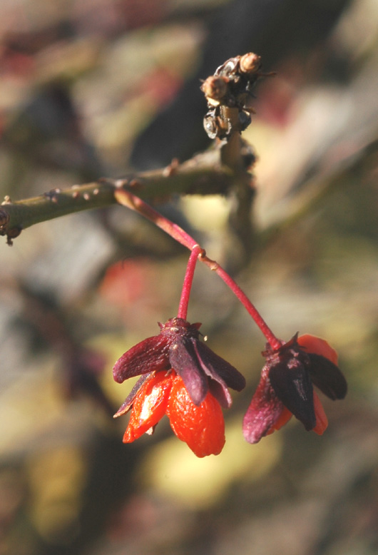 Image of Euonymus sacrosanctus specimen.