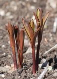 Fritillaria imperialis