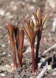 Fritillaria imperialis. Молодые побеги. Мурманск, МГГУ, в культуре. 05.05.2015.