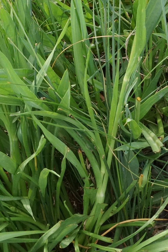 Изображение особи Scorzonera parviflora.