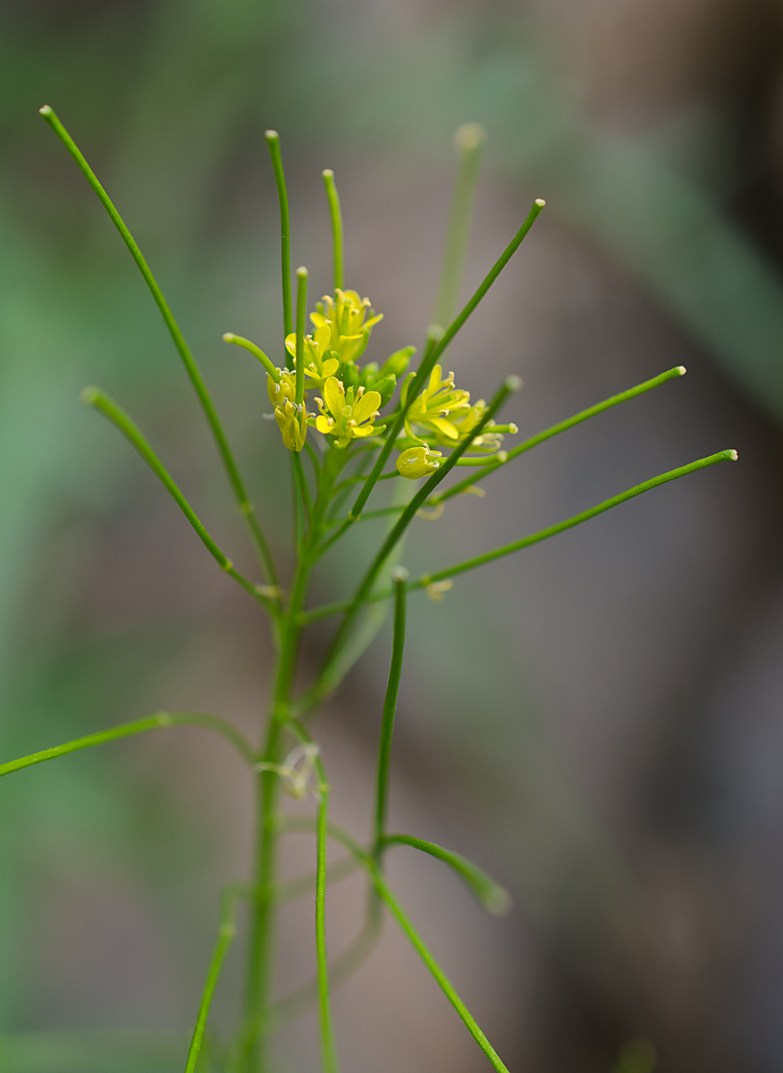 Image of Sisymbrium heteromallum specimen.