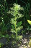Tripleurospermum inodorum. Бутонизирующее растение. Восточный Казахстан, Глубоковский р-н, окр. с. Тарханка, западный склон сопки, обочина грунтовой дороги. 23.06.2015.