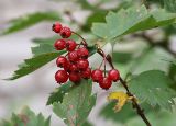 Crataegus sanguinea. Побег с соплодием. Санкт-Петербург. 12.09.2009.