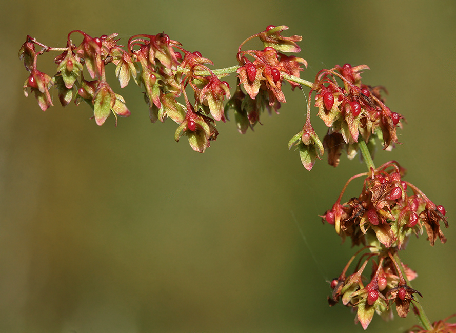 Изображение особи Rumex obtusifolius.