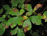 Fagus orientalis