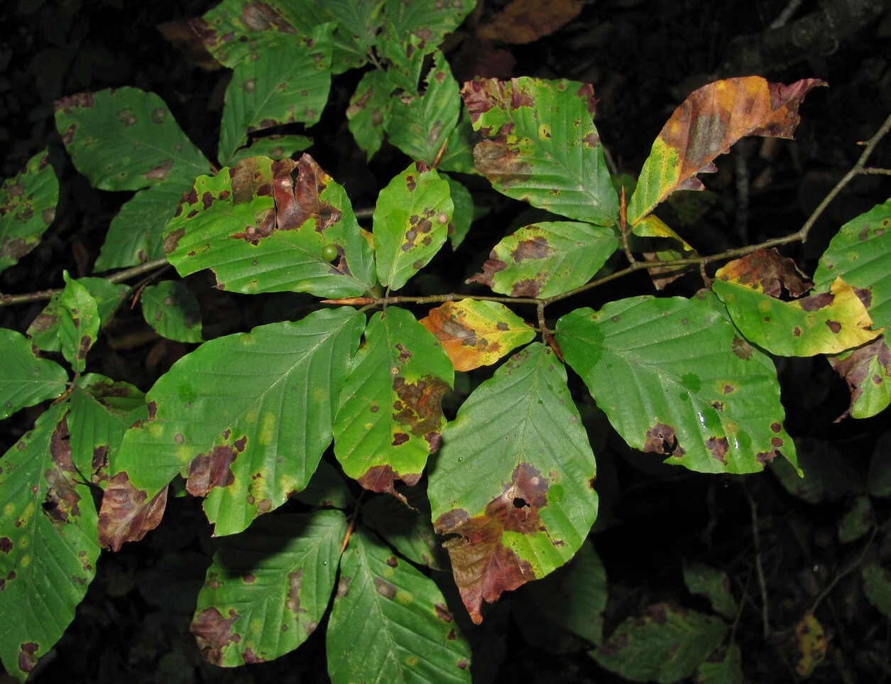 Image of Fagus orientalis specimen.