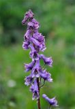 Aconitum septentrionale