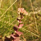 Hylotelephium ruprechtii