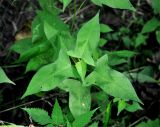 Truellum thunbergii